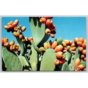 Postcard Prickley Pear Cactus Blossoms Desert Region c1960 Vintage AZ Indian Fig